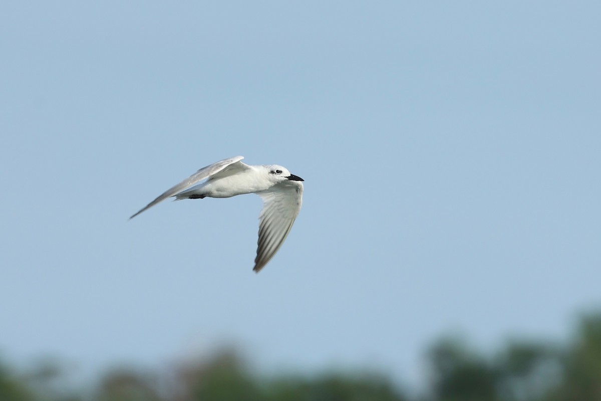 Gull-billed Tern - ML647546690
