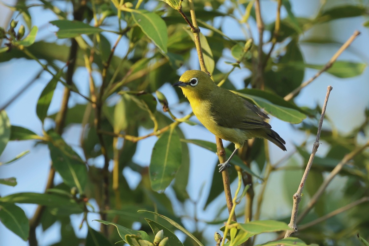 Australian Yellow White-eye - ML647546706