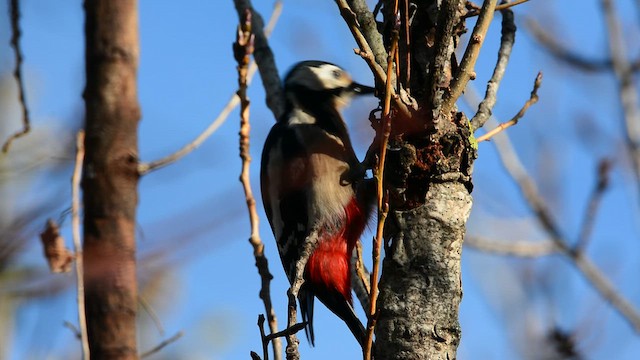 נקר עקוד - ML647546708