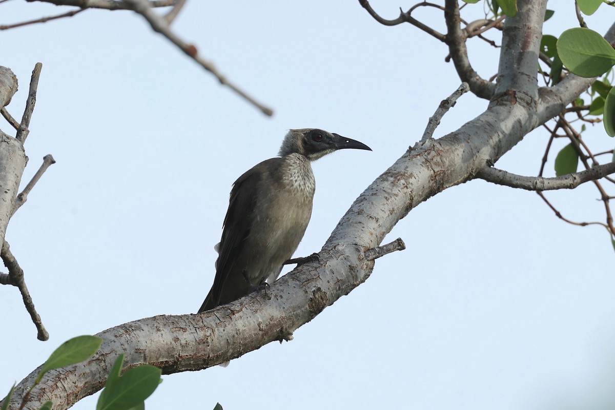 Helmeted Friarbird - ML647546714