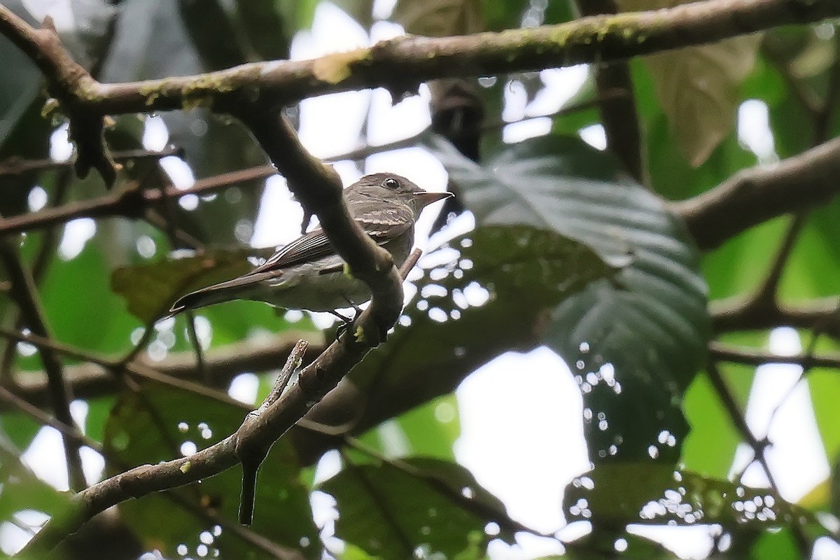 Eastern Wood-Pewee - ML647546720