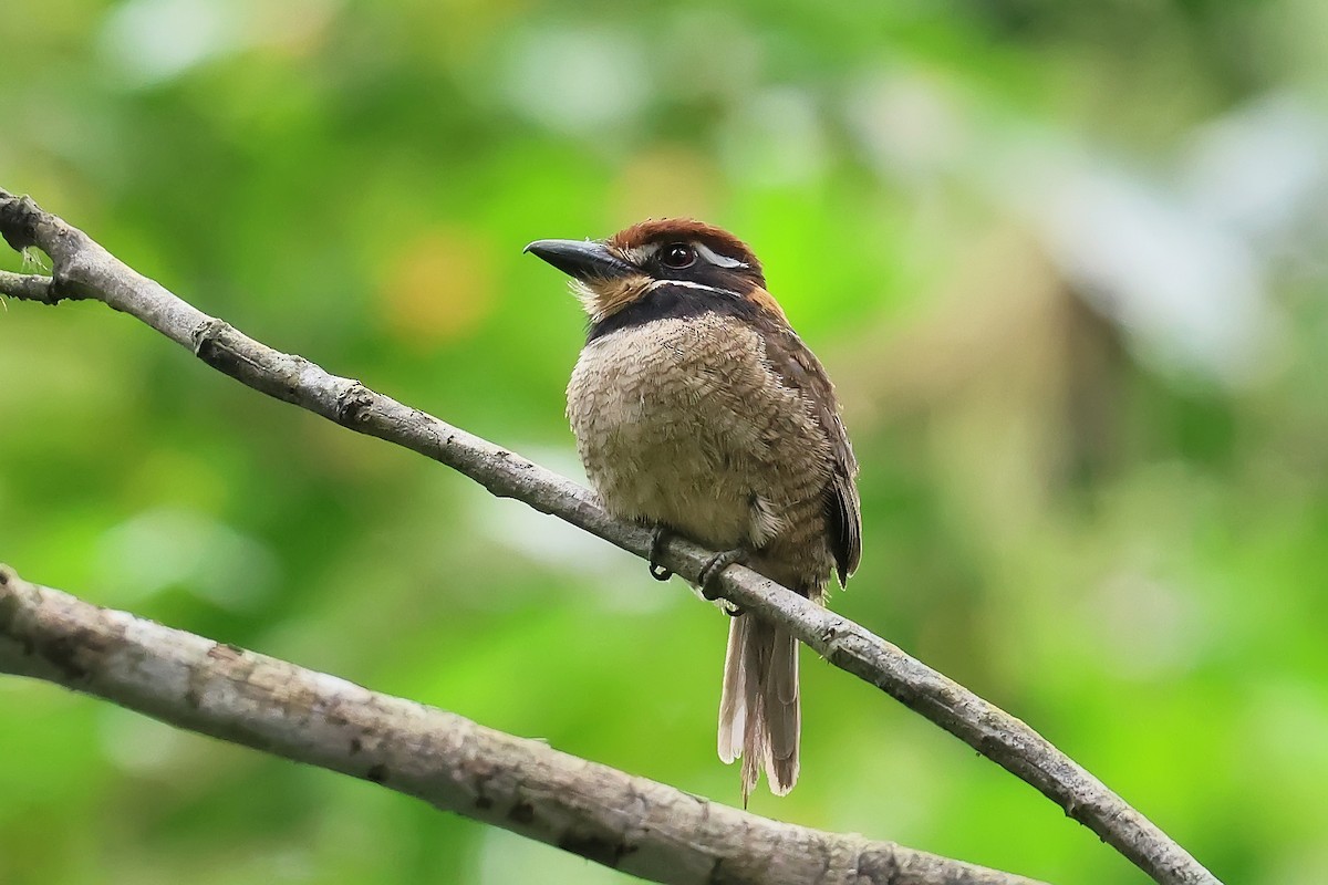 Chestnut-capped Puffbird - ML647546722