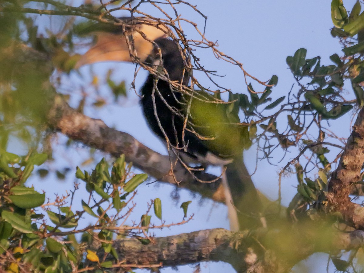 カササギサイチョウ - ML647546733