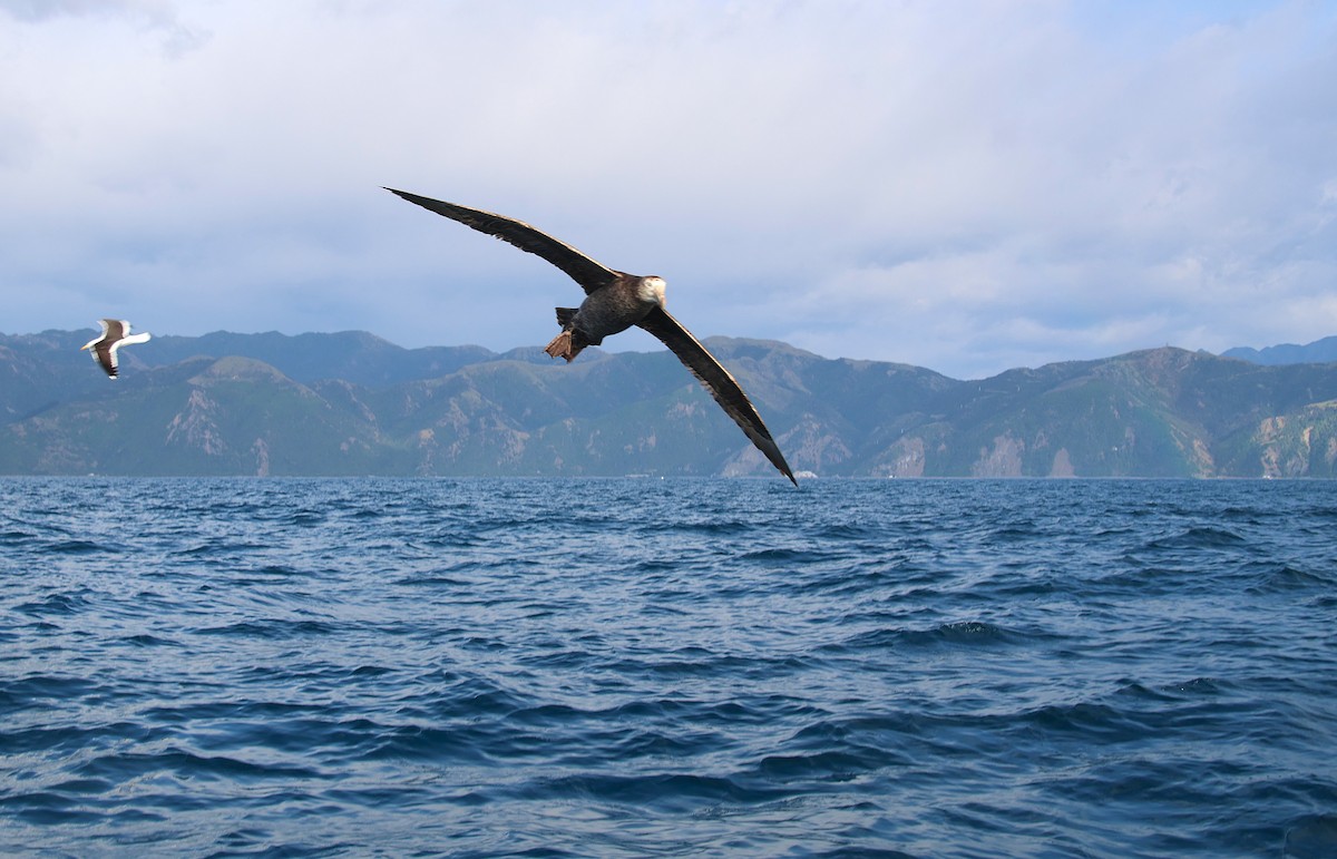 Petreltzar iluna - ML647546737