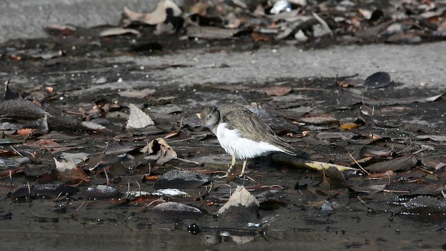 ביצנית לבנת-בטן - ML647546741