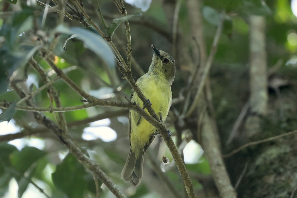 Fairy Gerygone - ML647546747