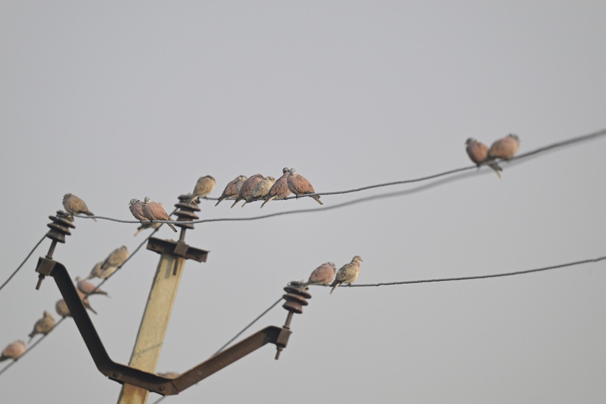 תור צווארון אדום - ML647546767