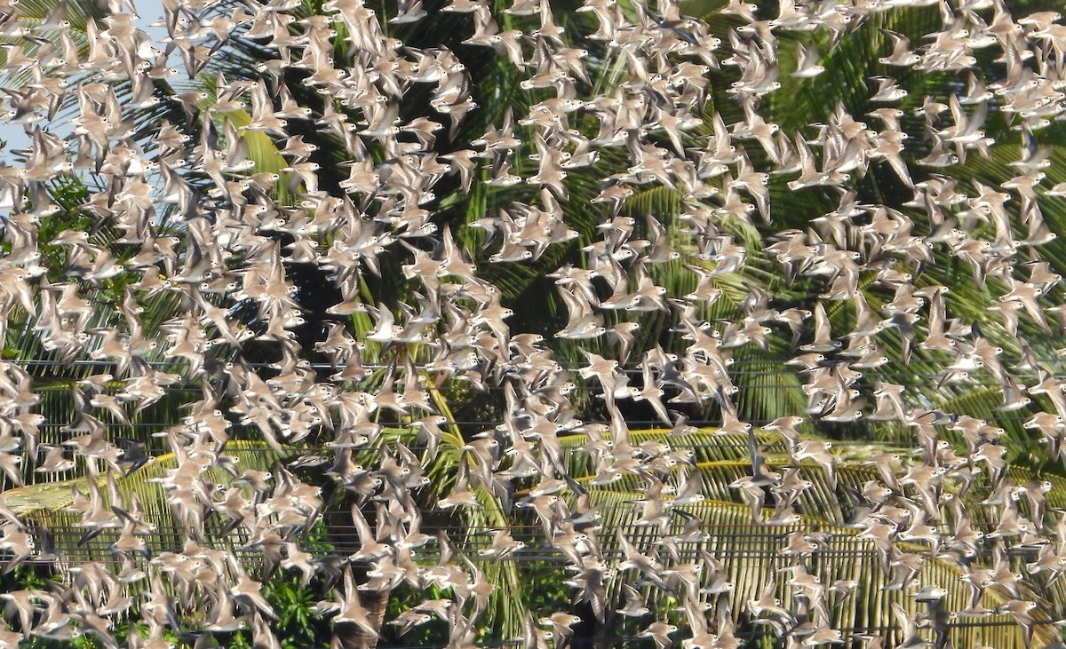 Tibetan Sand-Plover - ML647546769