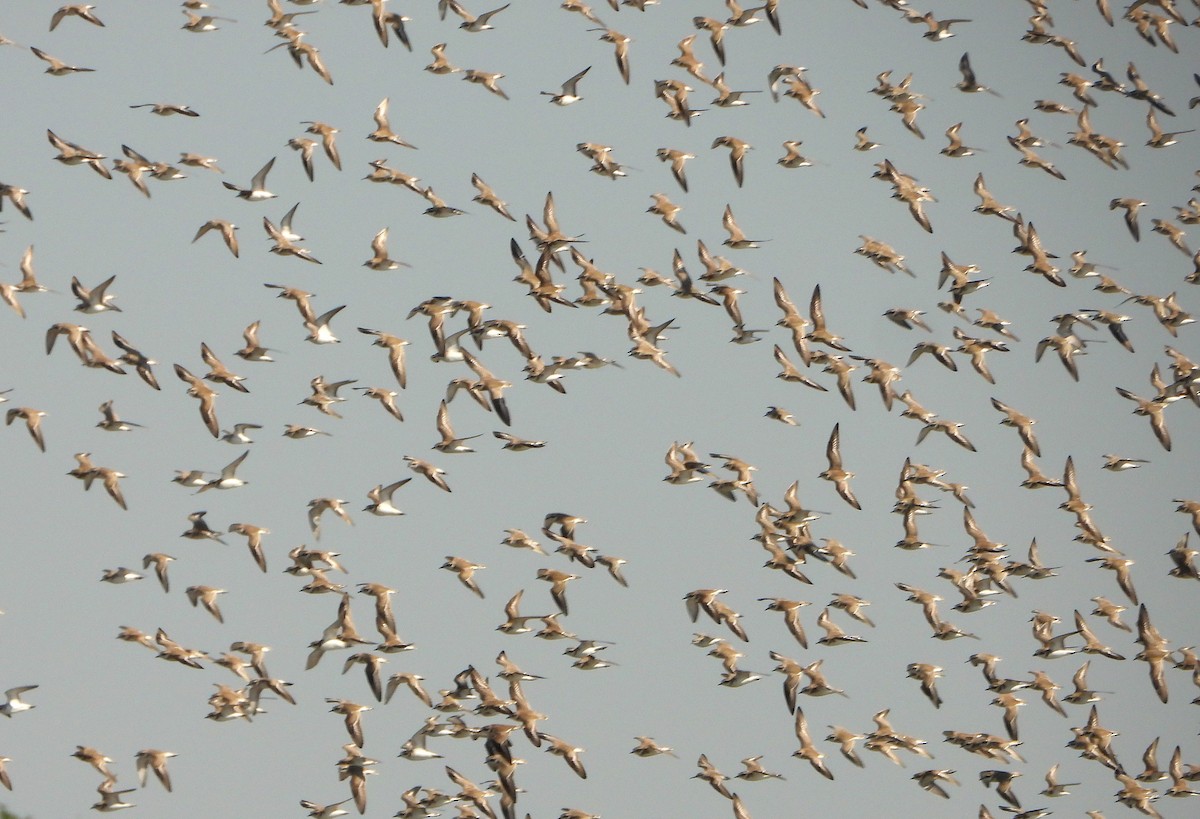 Tibetan Sand-Plover - ML647546770