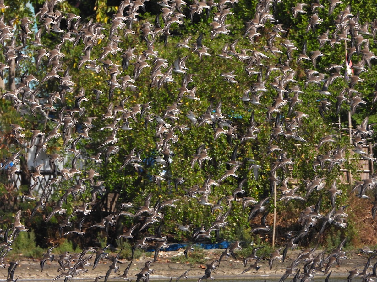 Tibetan Sand-Plover - ML647546771