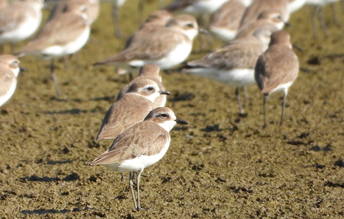 Tibetan Sand-Plover - ML647546772