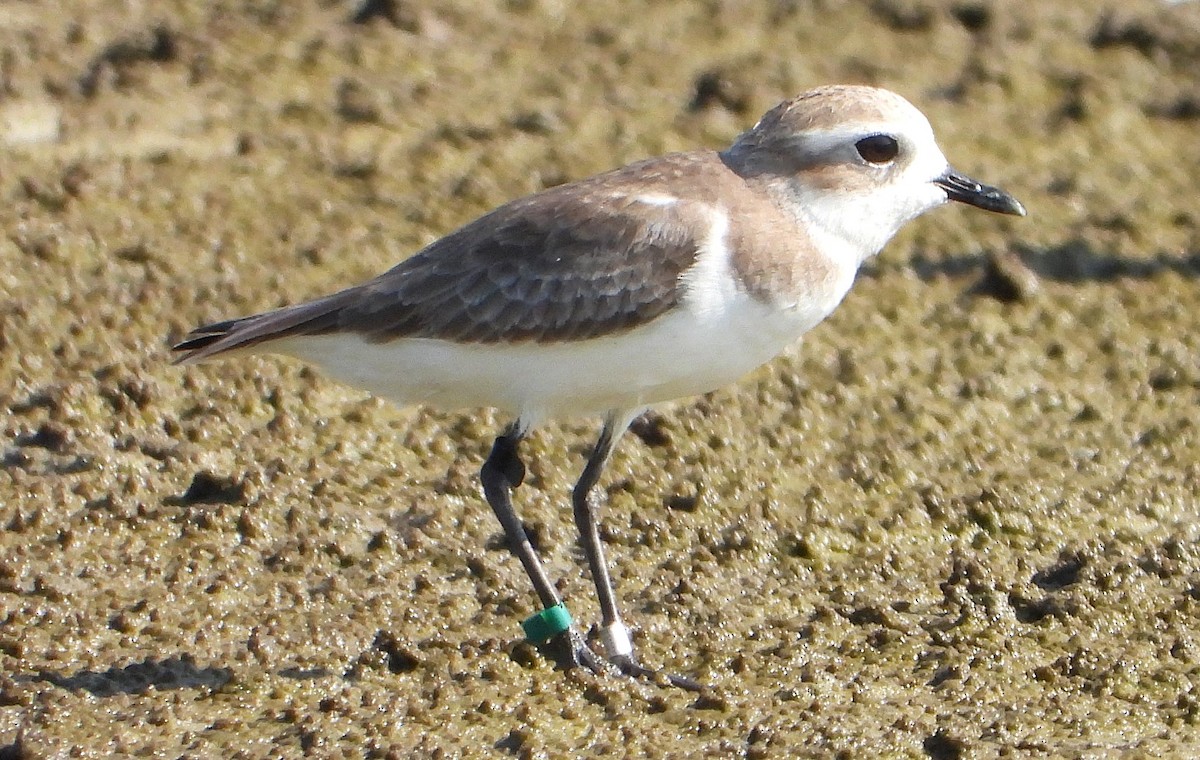 Tibetan Sand-Plover - ML647546773