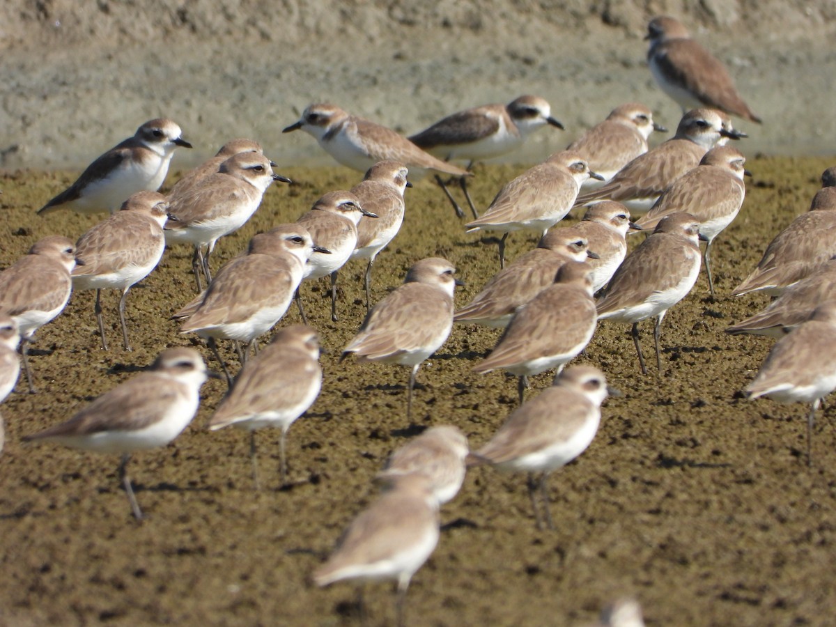 Tibetan Sand-Plover - ML647546774