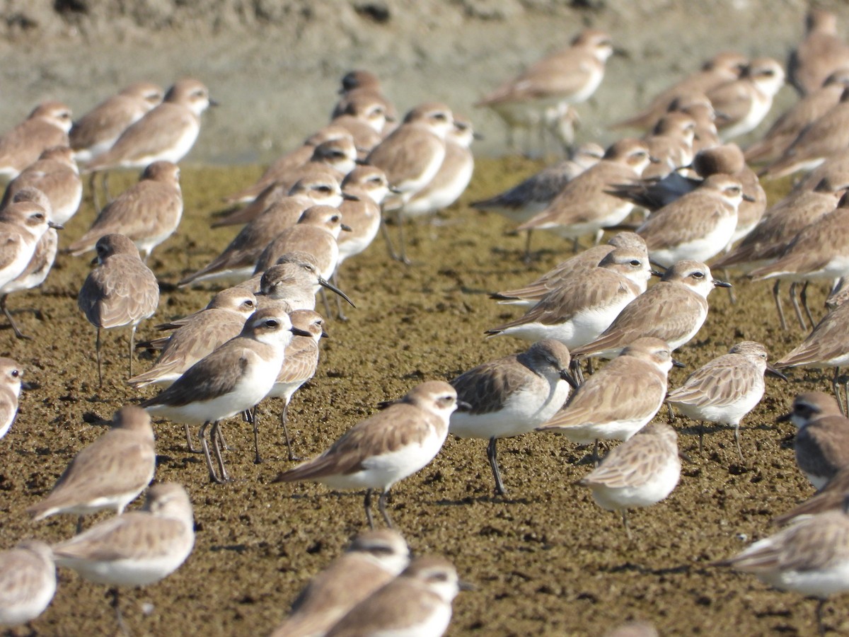 Tibetan Sand-Plover - ML647546775