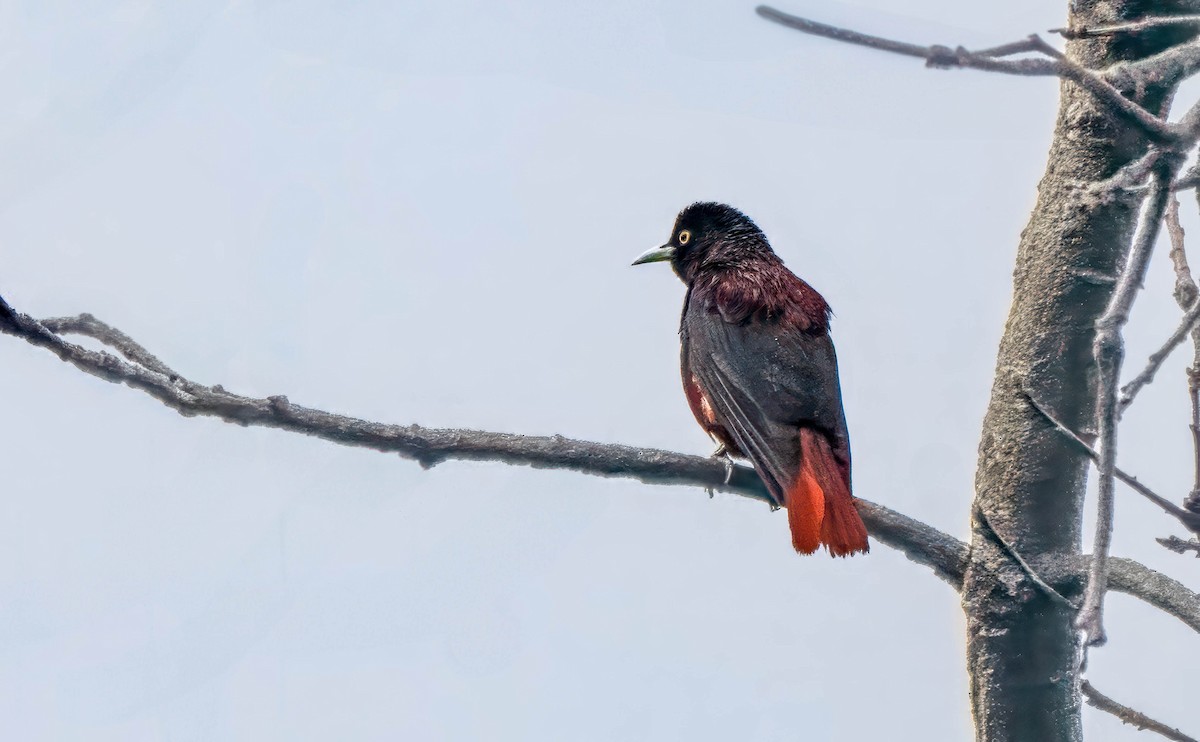 Maroon Oriole - ML647546776