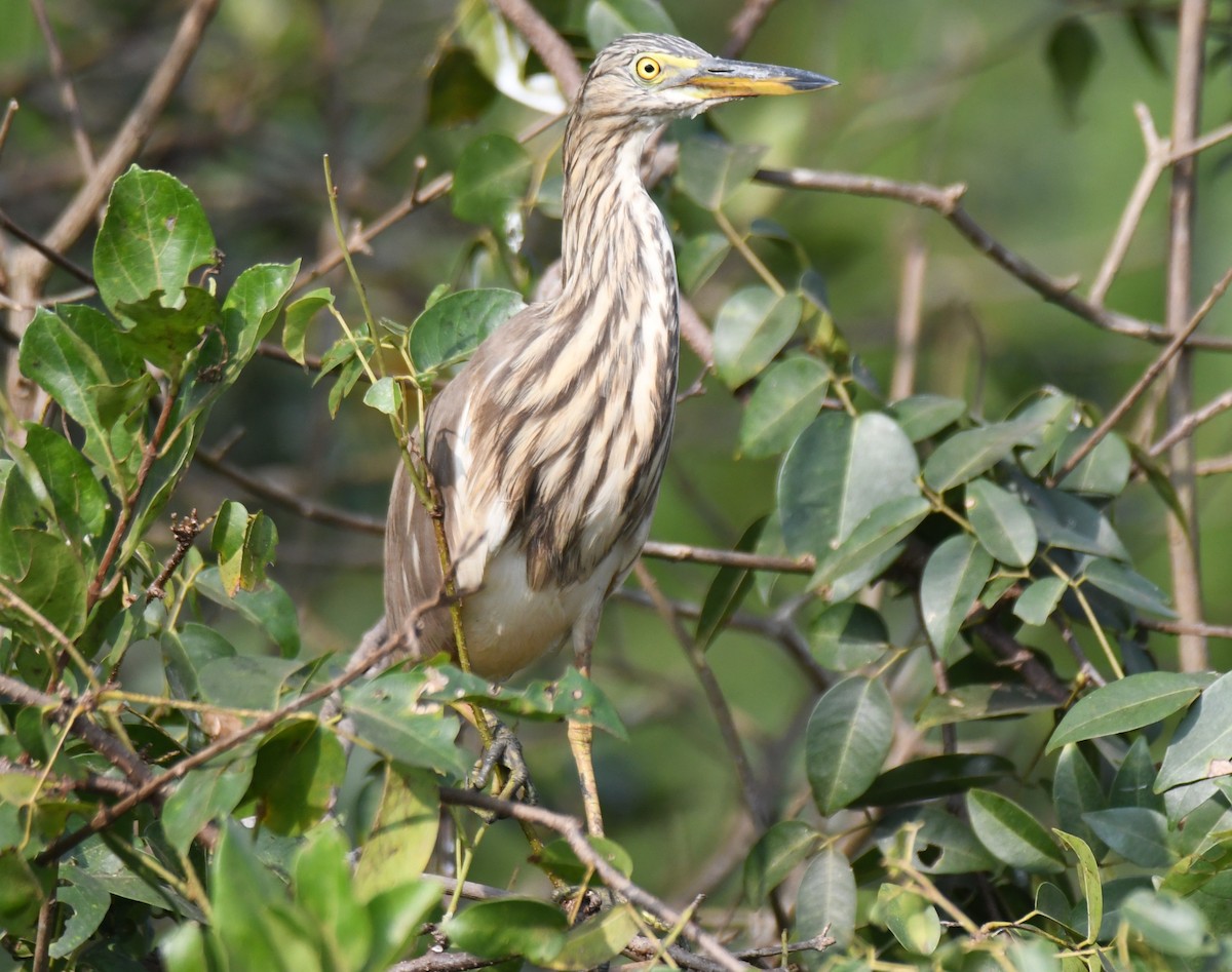 אנפית סוף הודית - ML647546777