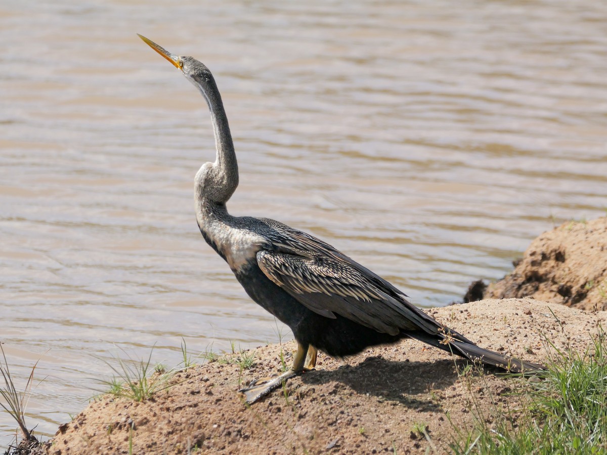 נחשון אסייתי - ML647546778