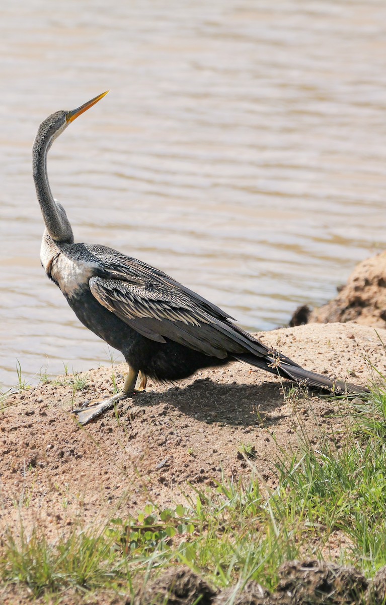 נחשון אסייתי - ML647546779