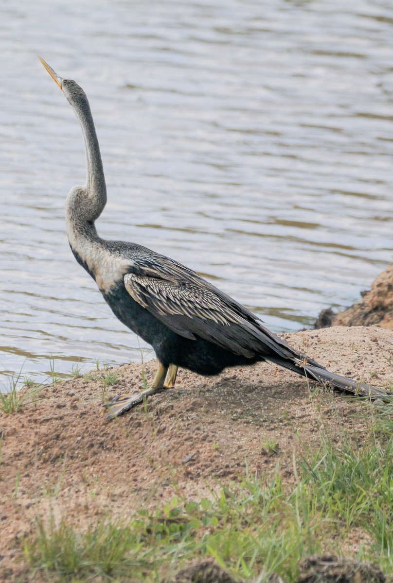 נחשון אסייתי - ML647546780