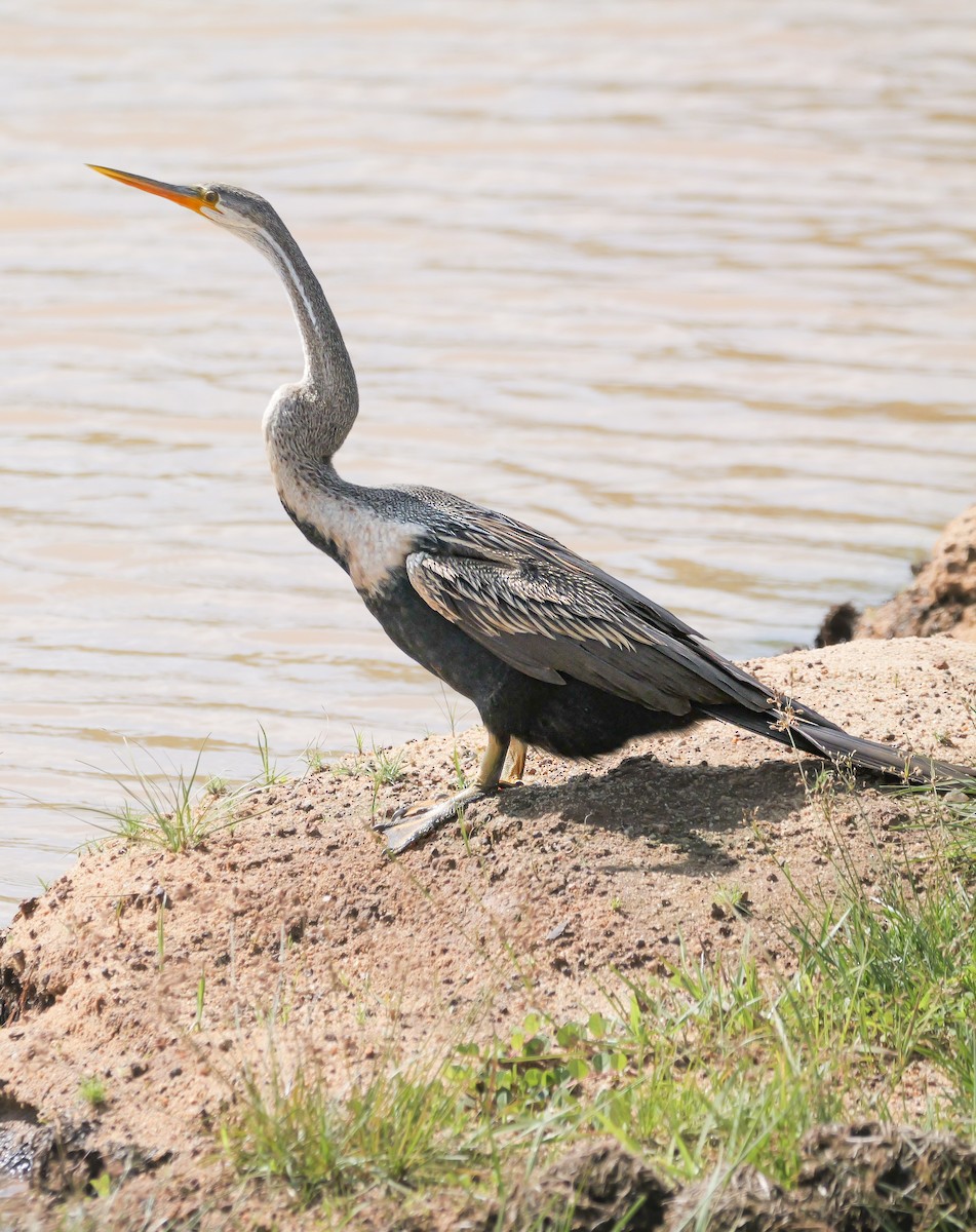 Oriental Darter - ML647546781