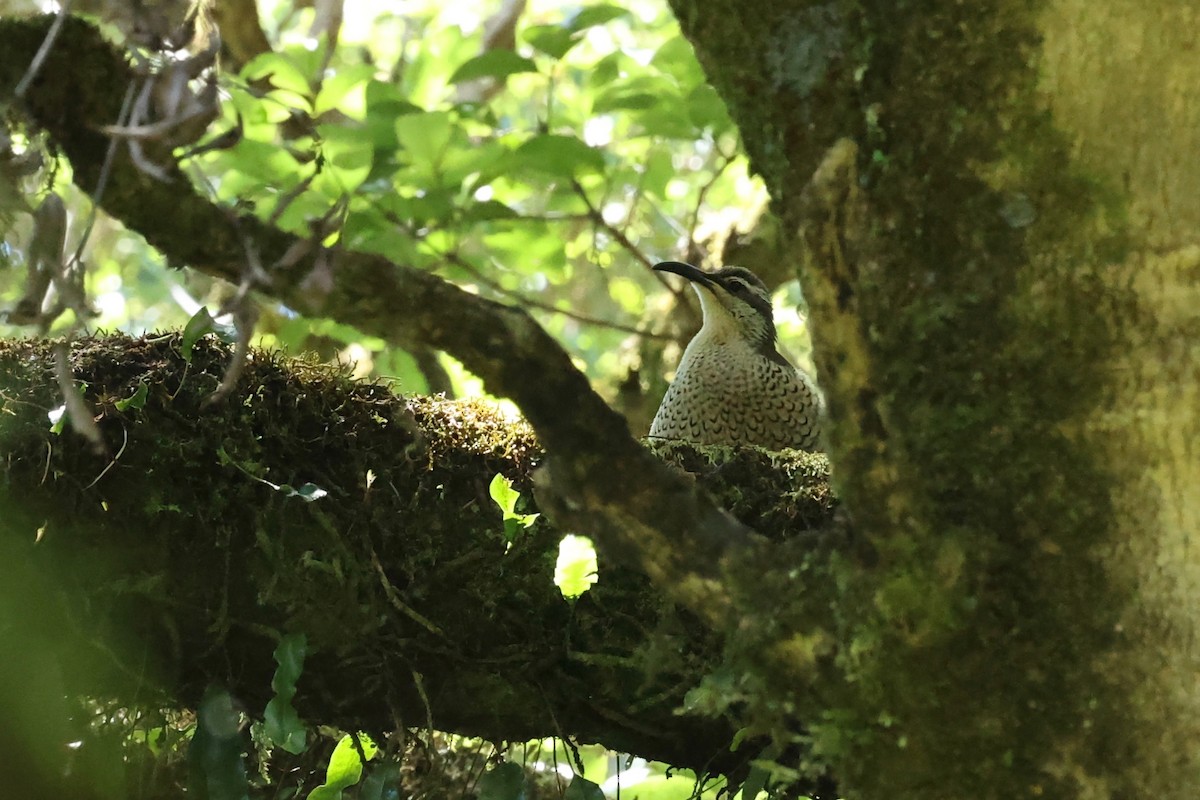 Paradise Riflebird - ML647546783