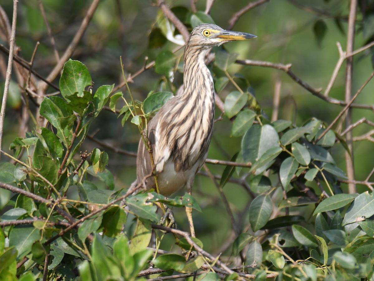 אנפית סוף הודית - ML647546784