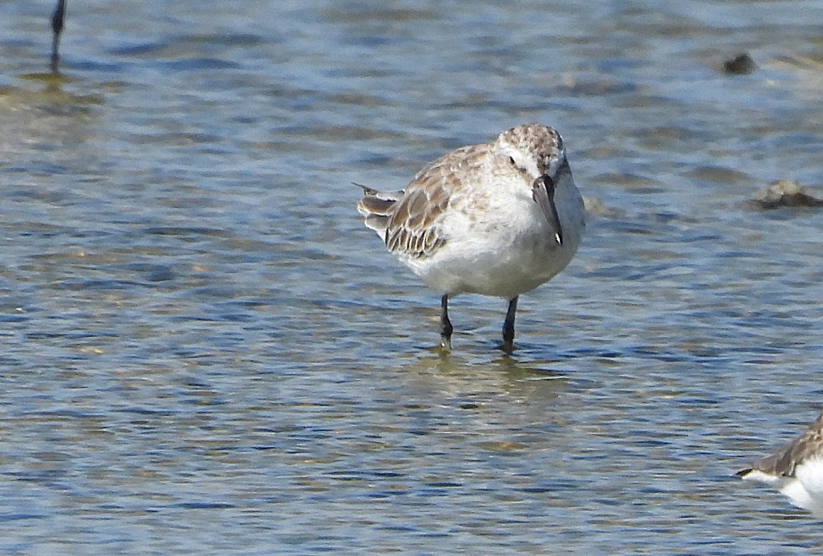 חרמשית - ML647546785