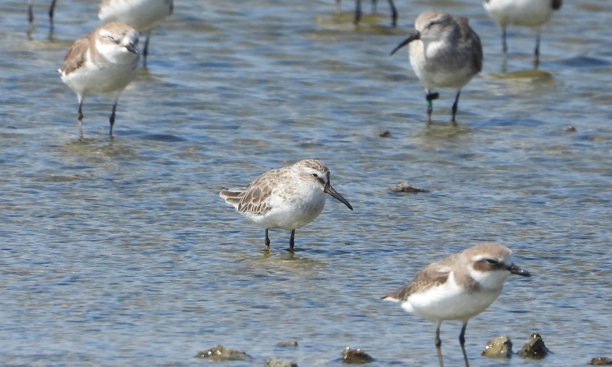 חרמשית - ML647546786