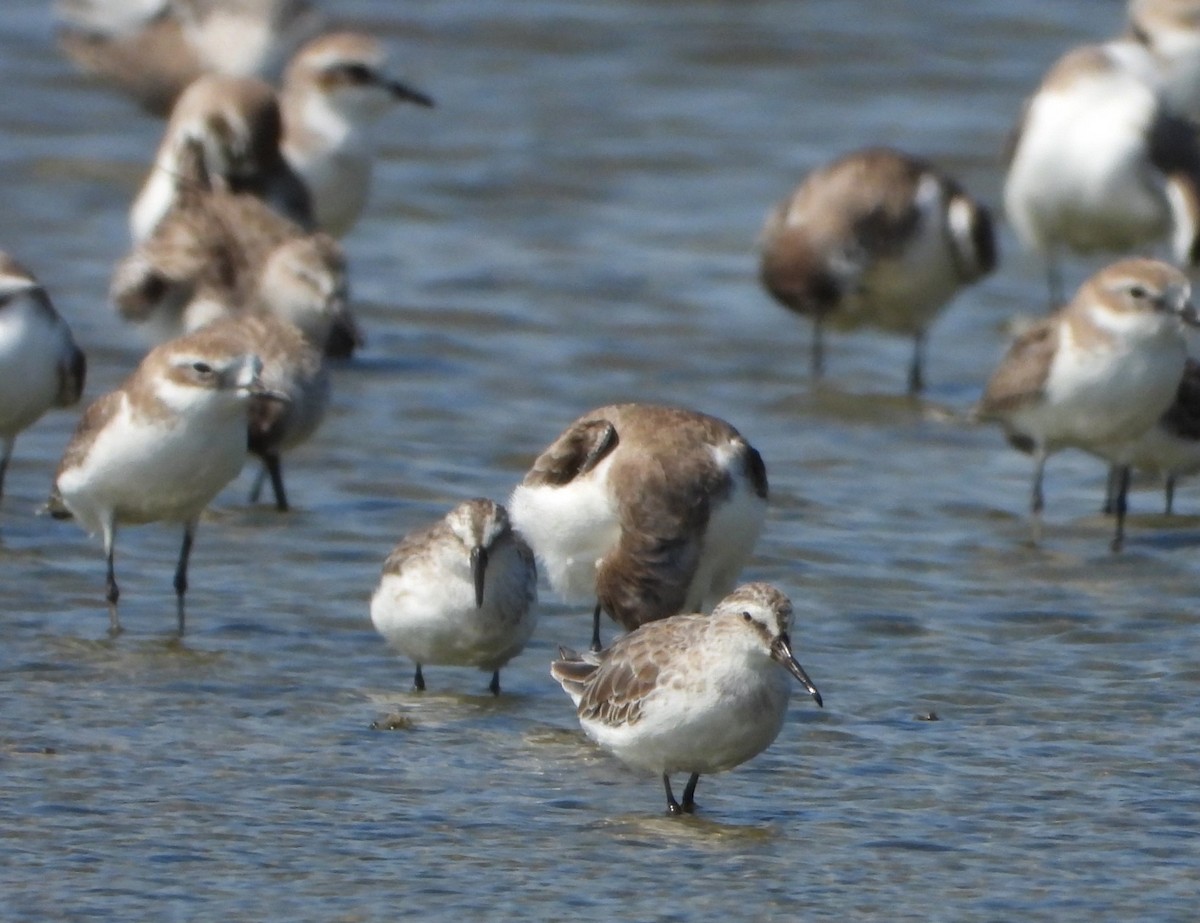 חרמשית - ML647546787