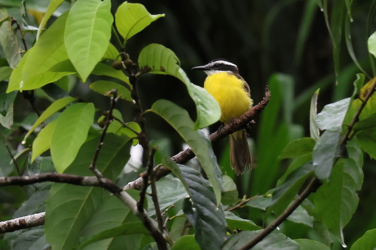 Lesser Kiskadee - ML647546788