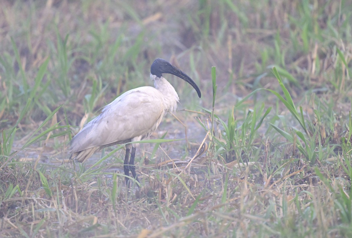Black-headed Ibis - ML647546789