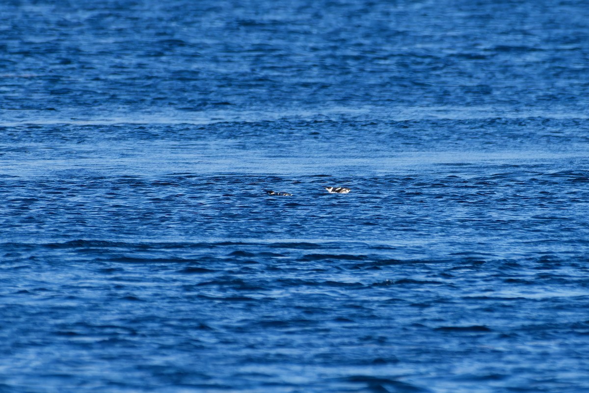 Marbled Murrelet - ML647546790