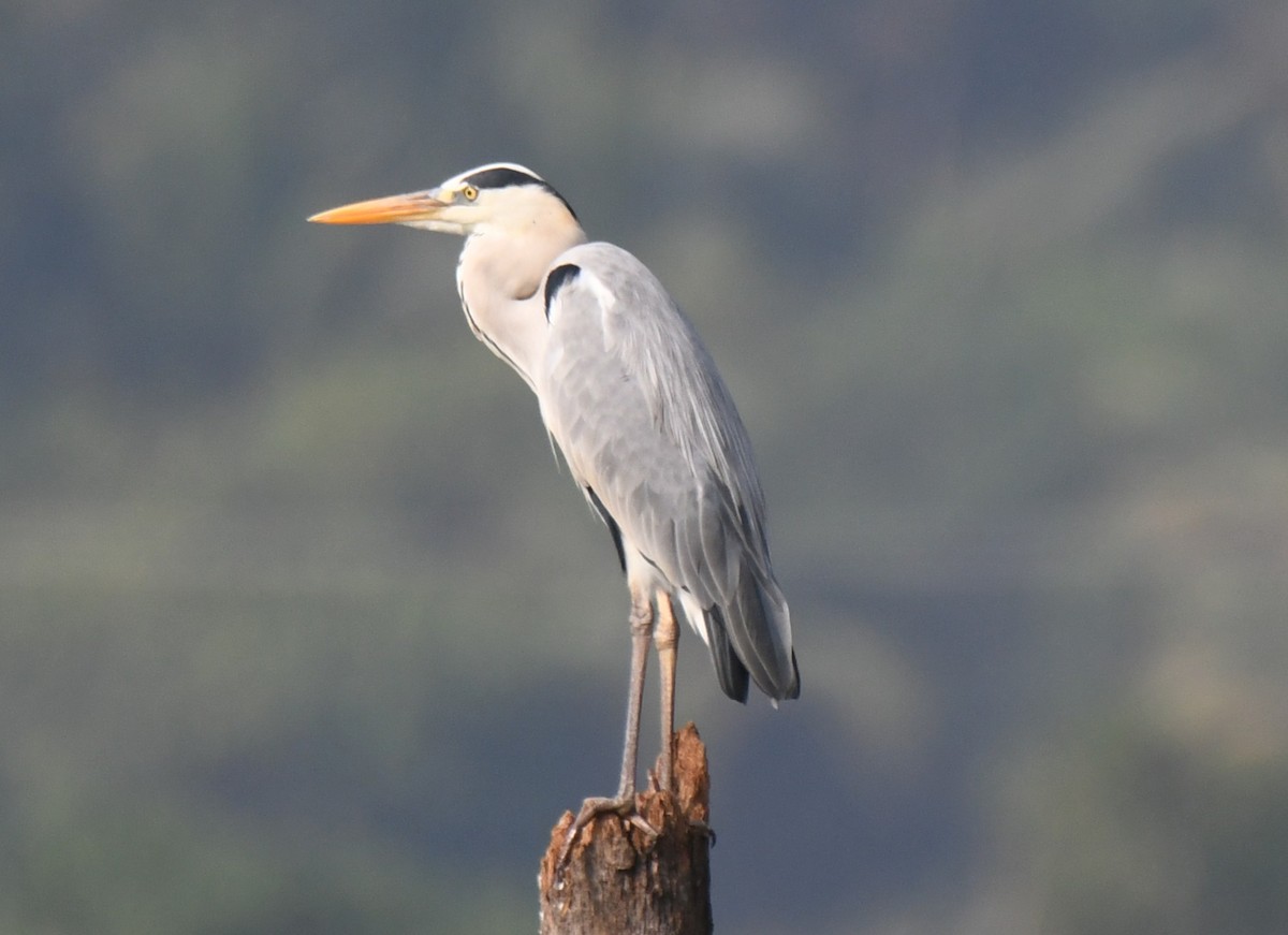 אנפה אפורה - ML647546791