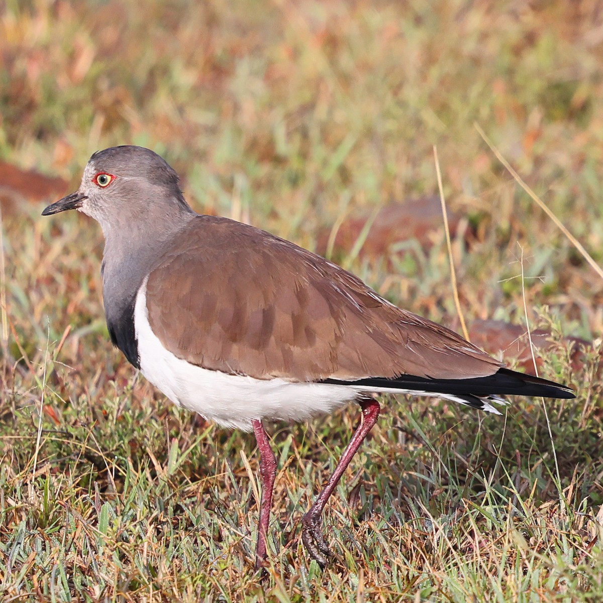 Black-winged Lapwing - ML647546792