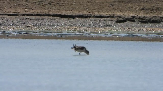 חופית כפנית - ML647546793
