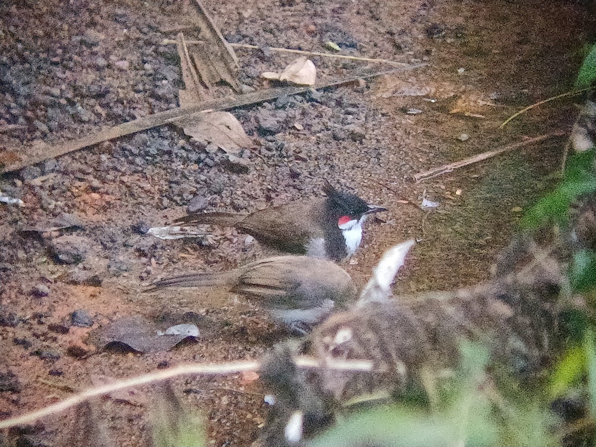 בולבול אדום-שפם - ML647546794