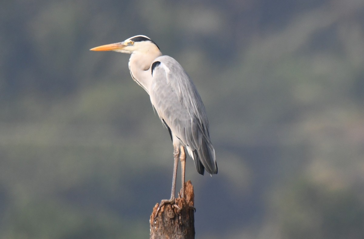 אנפה אפורה - ML647546795