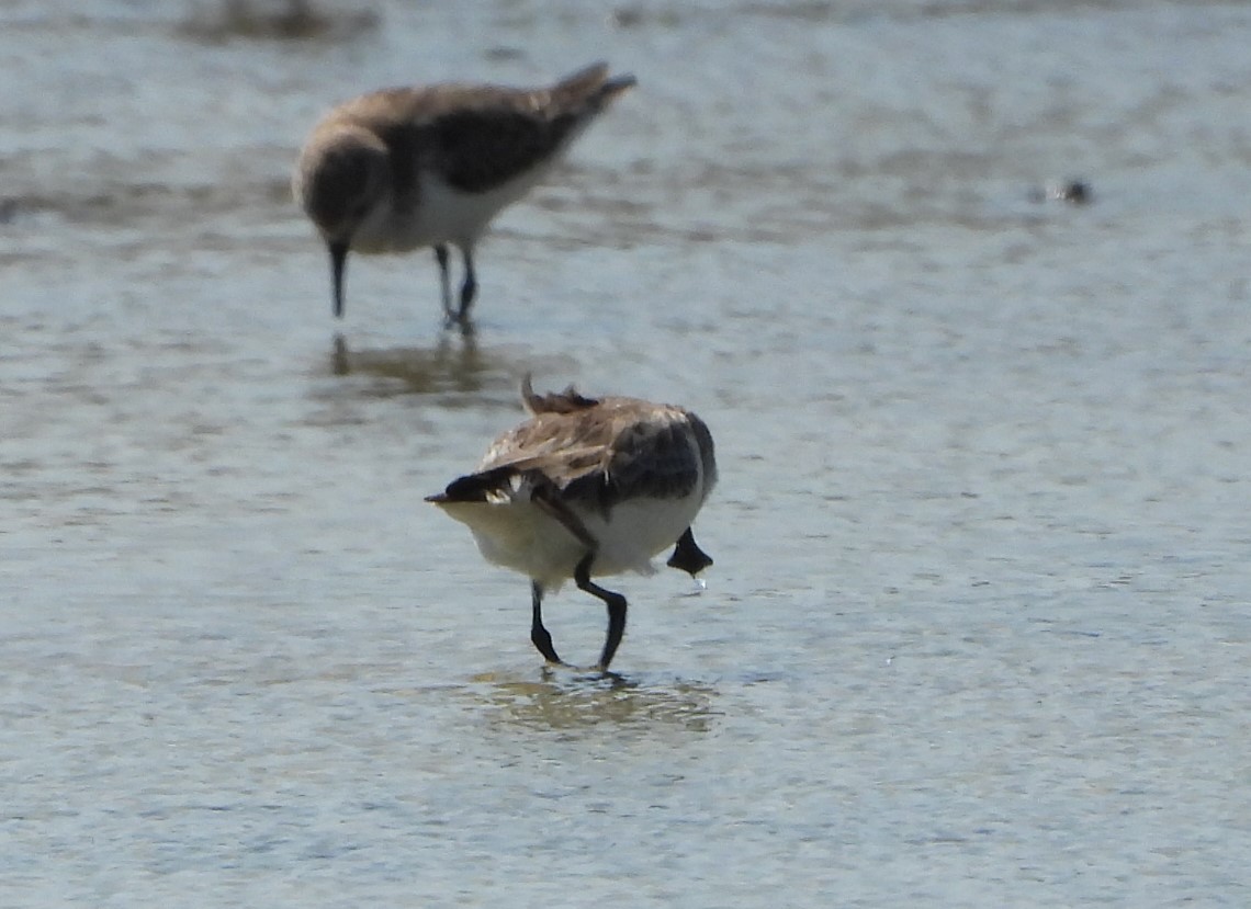 חופית כפנית - ML647546796