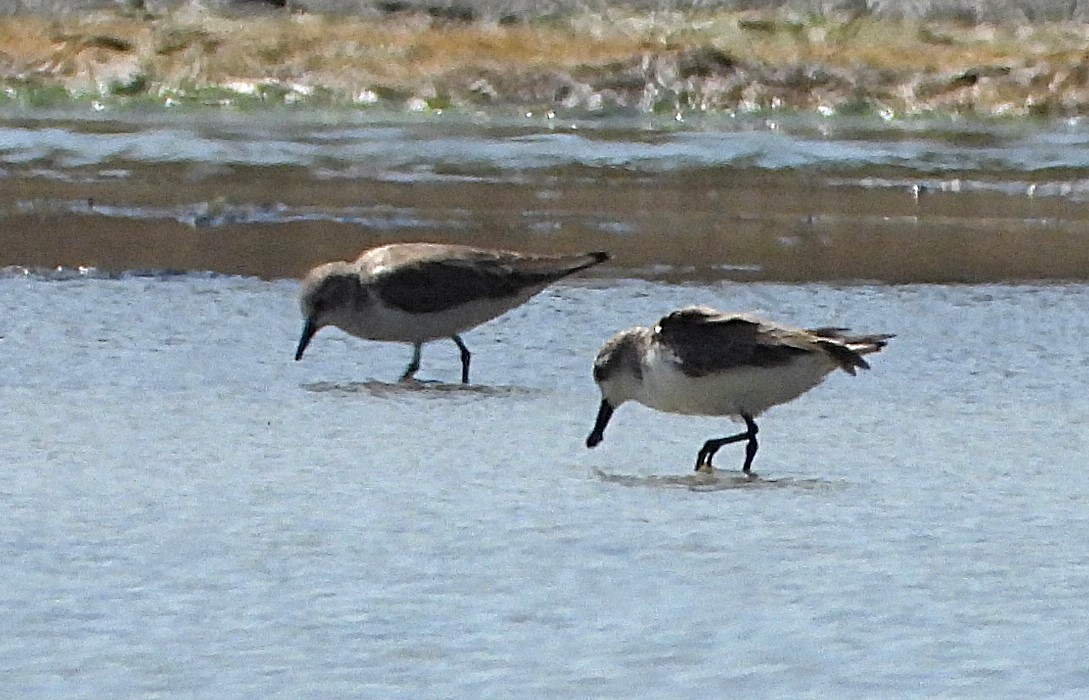 חופית כפנית - ML647546797