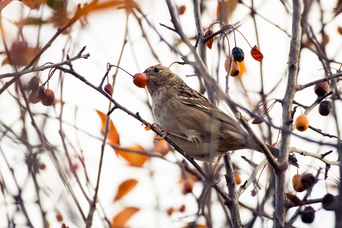 Golden-crowned Sparrow - ML647546799