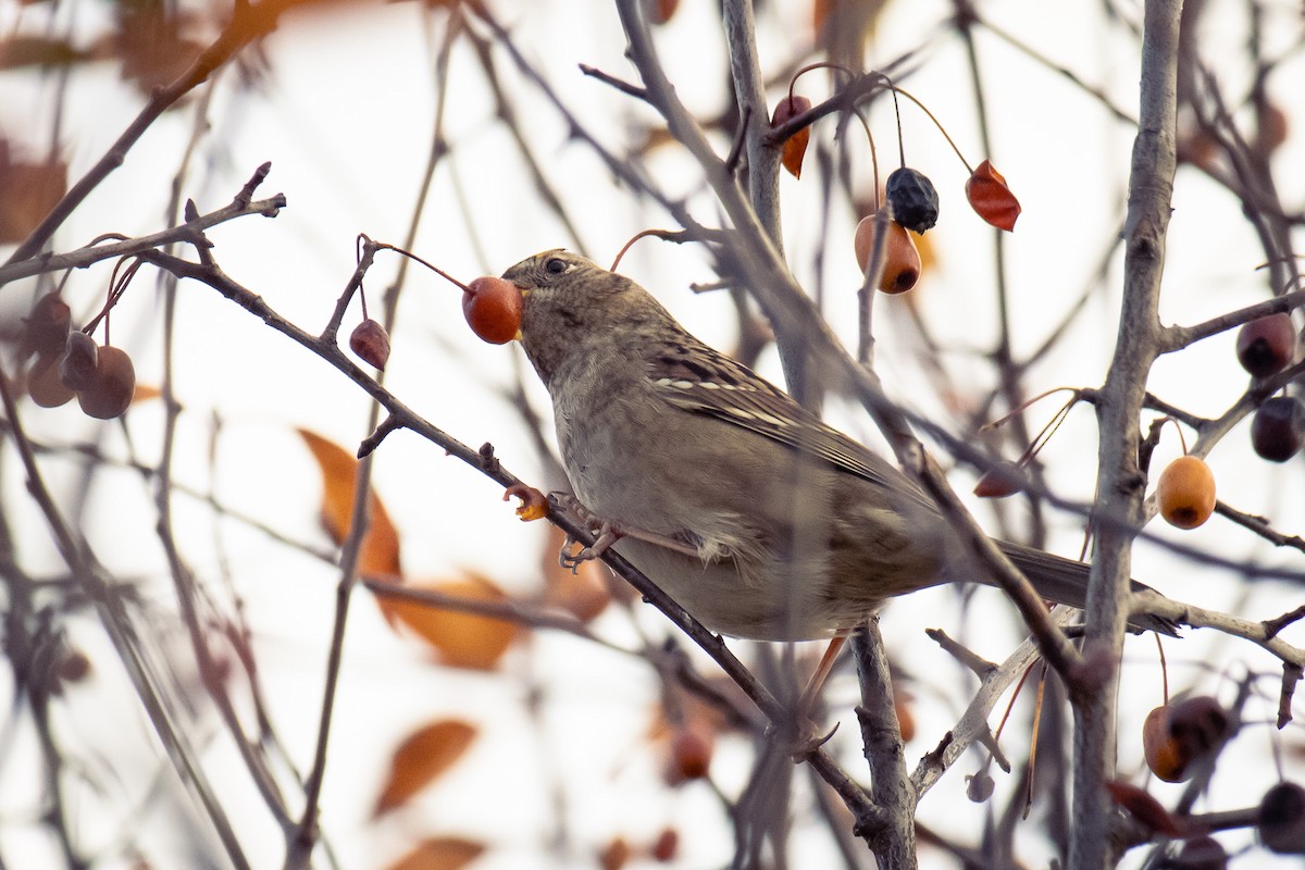 Golden-crowned Sparrow - ML647546800