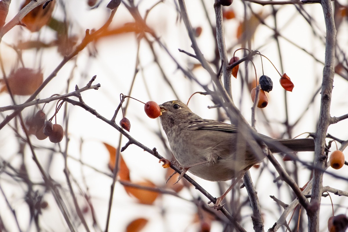 Golden-crowned Sparrow - ML647546801
