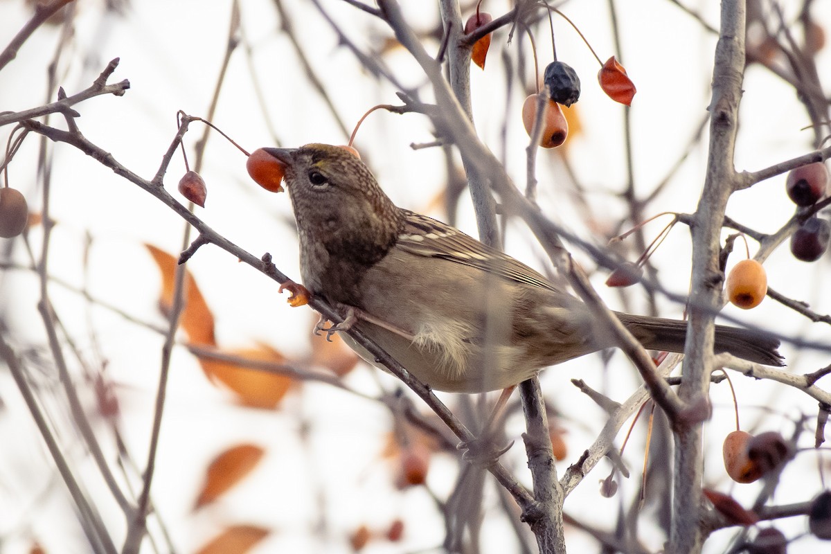 Golden-crowned Sparrow - ML647546802