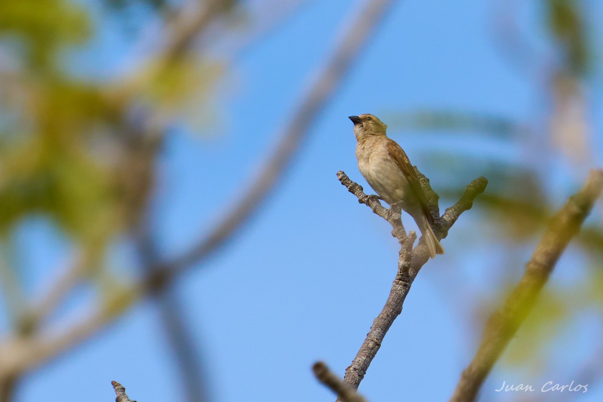 Sahel Bush Sparrow - ML647546803