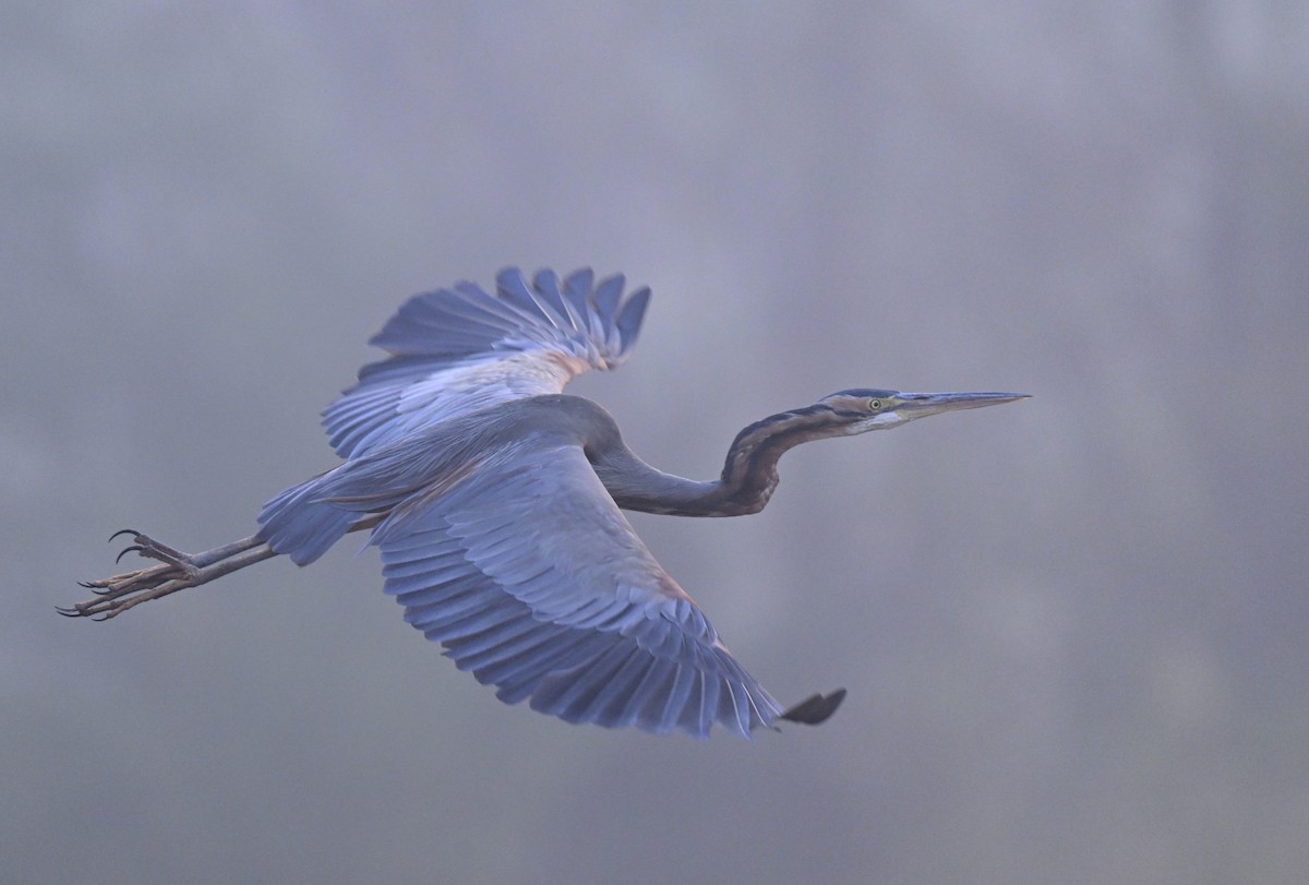 אנפה ארגמנית - ML647546806