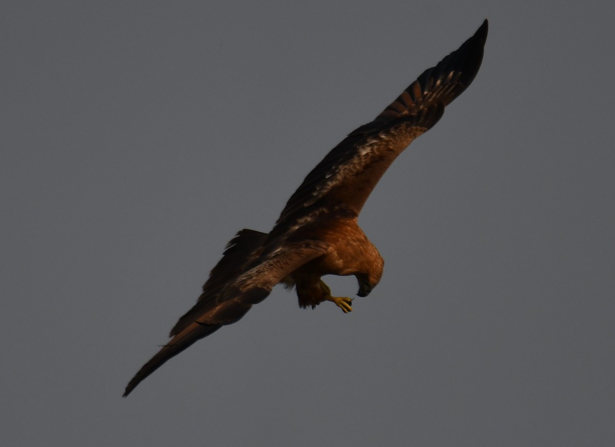 Brahminy Kite - ML647546817