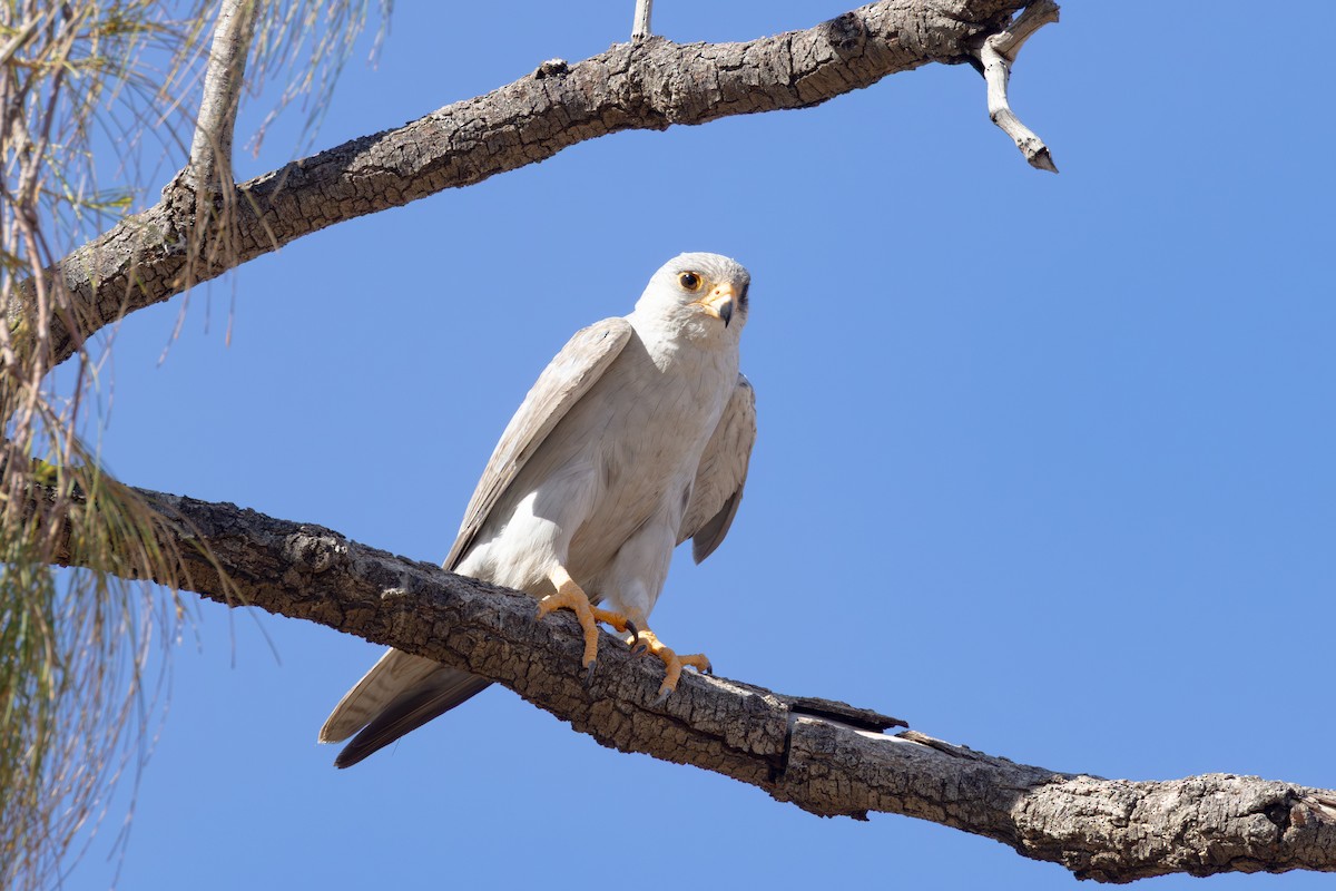 Silberfalke - ML647546832