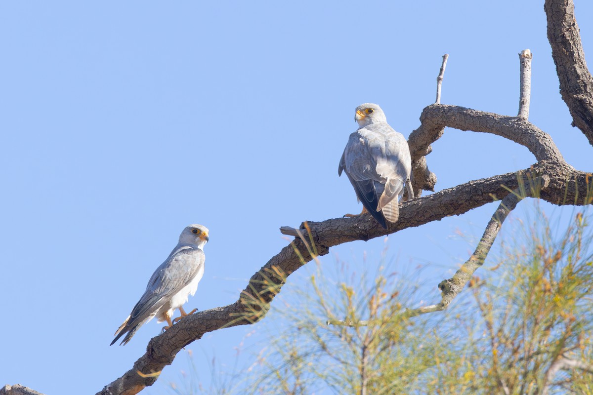 Silberfalke - ML647546833