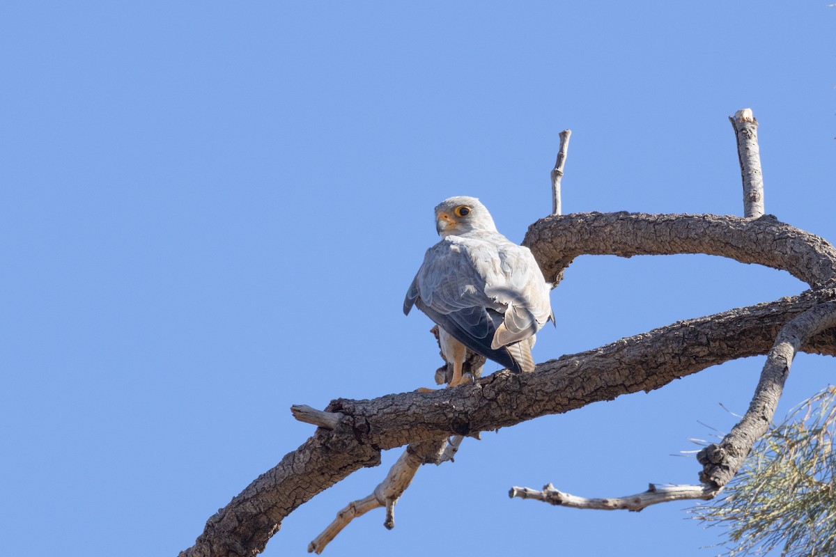 Silberfalke - ML647546834