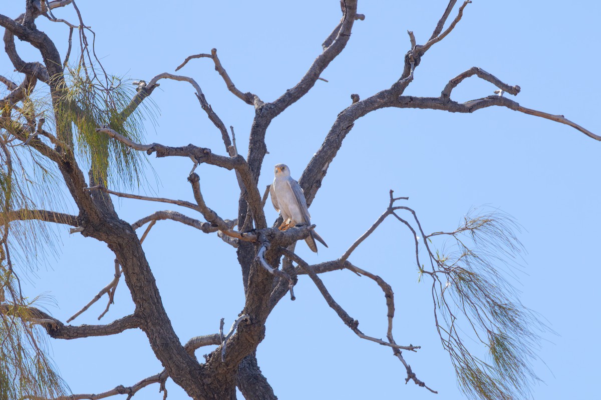 Silberfalke - ML647546835